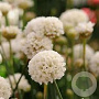 Armeria pseudarmeria 'Ballerina White' GM P9