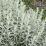 Artemisia ludoviciana 'Silver Queen' GM P9