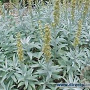 Artemisia ludoviciana 'Valerie Finnis' GM P9