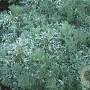 Artemisia schmidtiana 'Nana' GM P9