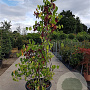 Cercis siliquastrum 150-175 cm container meerstammig