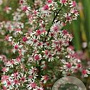 Aster lateriflorus 'Prince' GM P9