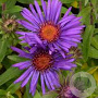 Aster novae-angliae 'Andenken an Alma Potschke' GM P9