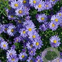 Aster novi-belgii 'Sarah Ballard' GM P9