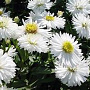 Aster novi-belgii 'White Ladies' GM P9