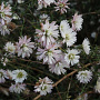Aster pringlei 'Monte Casino' GM P9