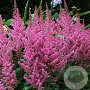 Astilbe chinensis 'Little Vision in Pink' GM P9