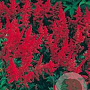 Astilbe chinensis 'Vision in Red' GM P9