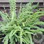 Athyrium filix-femina 'Frizelliae' GM P9