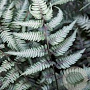 Athyrium niponicum 'Metallicum' GM P9