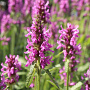 Betonica officinalis 'Rosea' GM P9