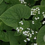 Brunnera macrophylla 'Betty Bowring' GM P9