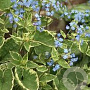 Brunnera macrophylla 'Hadspen Cream' GM P9