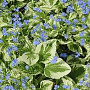 Brunnera macrophylla 'Variegata' GM P9