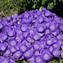 Campanula carpatica 'Karl Foerster' GM P9