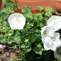 Campanula carpatica 'White Star' GM P9