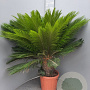 Cycas revoluta 80-100 cm 20L
