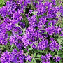 Campanula glomerata 'Joan Elliot' GM P9