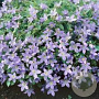 Campanula lactiflora 'Pouffe' GM P9