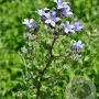Campanula lactiflora 'Prichard's Variety' GM P9