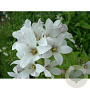 Campanula lactiflora 'White Pouffe' GM P9