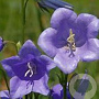 Campanula persicifolia 'Coerulea' GM P9