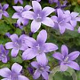 Campanula portenschlagiana 'Resholt Variety' GM P9