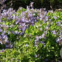 Campanula poscharskyana 'Blauranke' GM P9
