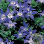 Campanula poscharskyana 'Blue Gown' GM P9