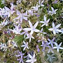 Campanula poscharskyana 'Lisduggan Variety' GM P9
