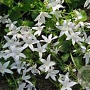 Campanula poscharskyana 'White Star' GM P9