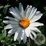 Chrysanthemum (I) 'Juno' GM P9