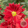 Chrysanthemum (R) 'Duchess of Edinburgh' GM P9