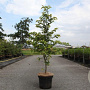 Fagus sylvatica 125-150 cm 7,5L Gestokt