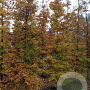 Fagus sylvatica 18-20 HO draadkluit geveerd