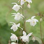 Epimedium youngianum 'Niveum' GM P9
