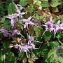 Epimedium youngianum 'Roseum' GM P9