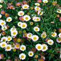 Erigeron Mucronatus GM P9