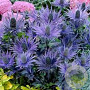 Eryngium alpinum 'Blue Lace' GM P9