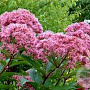 Eupatorium cannabinum 'Flore Pleno' GM P9