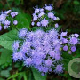 Eupatorium coelestinum GM P9