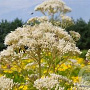 Eupatorium maculatum 'Album' GM P9