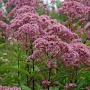 Eupatorium maculatum 'Riesenschirm' GM P9