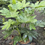 Fatsia japonica 60-80 cm 10L