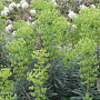 Euphorbia 'Forescate' GM P9