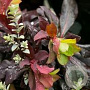 Euphorbia amyg. 'Red Wing' GM P9