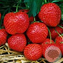 Fragaria ananassa 'Elsanta' GM P9