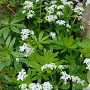Galium odoratum 'Sweetwood Ruf' GM P9