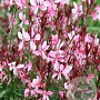 Gaura lindheimeri 'Pink Cloud' GM P9