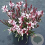 Gaura lindheimeri 'Pink Dwarf' GM P9